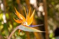 Bird of paradise Royalty Free Stock Photo